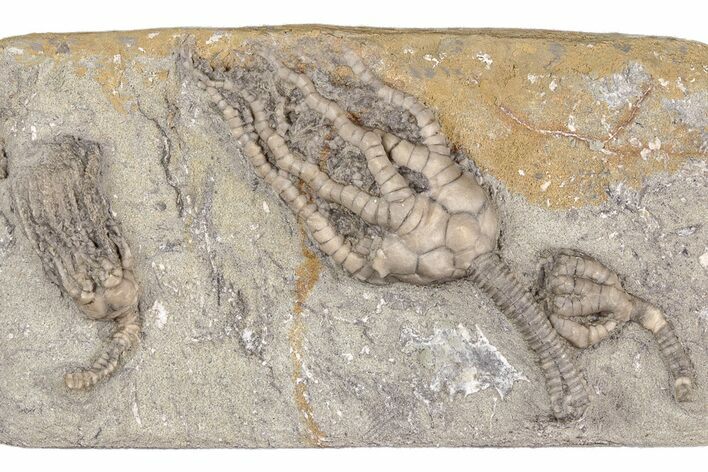 Fossil Crinoid Plate (Three Species) - Crawfordsville, Indiana #215820